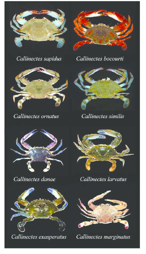 Coloration of species in the genus Callinectes. Of the 16 species of... | Download Scientific ...