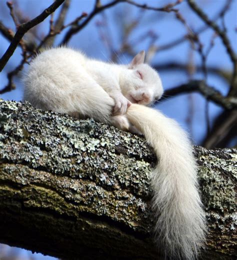 Rare albino squirrel hugging itself | Rebrn.com