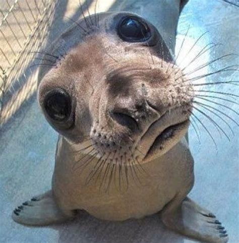 Baby Walrus | Cute animals, Animals, Animals beautiful