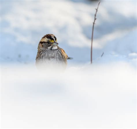 Downy Woodpecker - FeederWatch