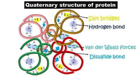 Four levels of protein structure and examples - Biology Brain