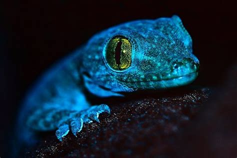 Δ S > 0 - Blue gecko.