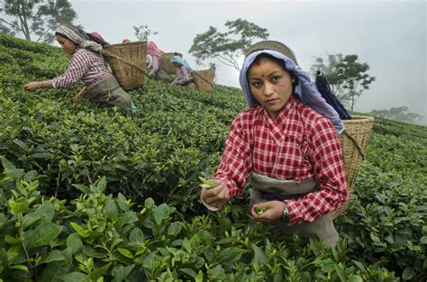 Tea Plantations in Darjeeling