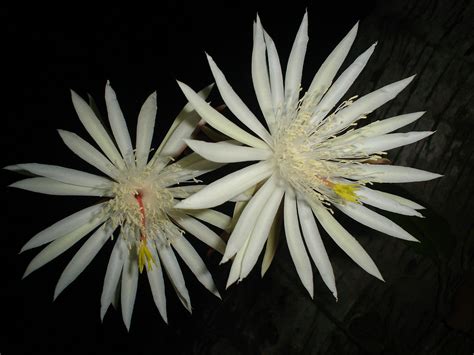 Flower Kadupul | A Kadupul flower in my garden. Blossoms in … | Flickr