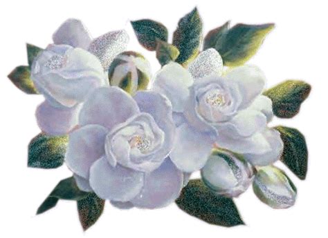 Sweet Magnolia Blossoms - New Orleans Fan Art (18591653) - Fanpop