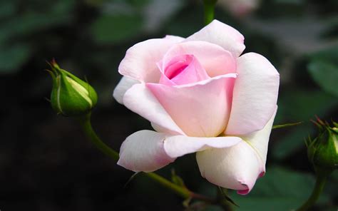 White Rose Wallpapers High Quality | Download Free