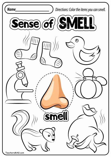 5 Senses Worksheets for Kindergarten Best Of Sense Smell Worksheet Best Free Five Senses ...