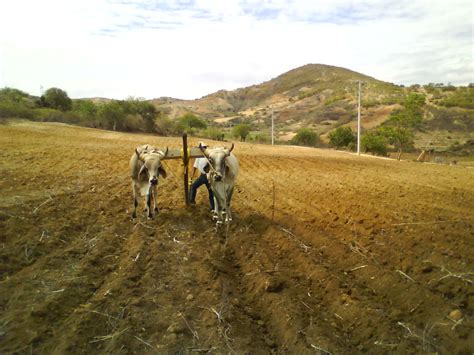 Plowing Free Stock Photo - Public Domain Pictures