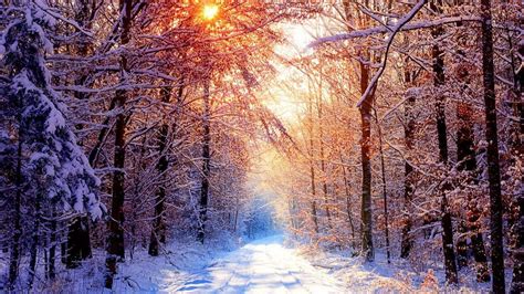 Download The Enchanting Beauty of a Winter Forest Wallpaper | Wallpapers.com