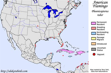 American Flamingo - Species Range Map