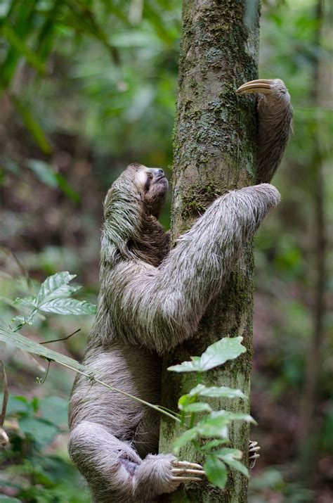 Sloth climbing a tree. Original | Free Photo - rawpixel