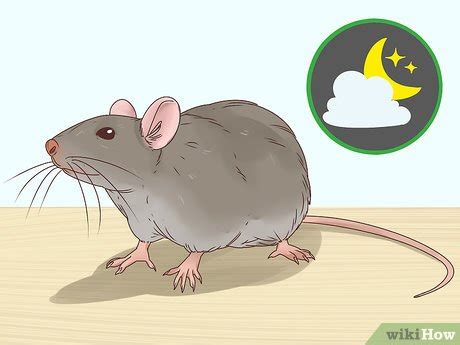 How to Choose Between a Pet Mouse or Pet Rat: 10 Steps