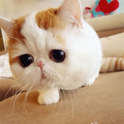 big eyes cute : r/cats