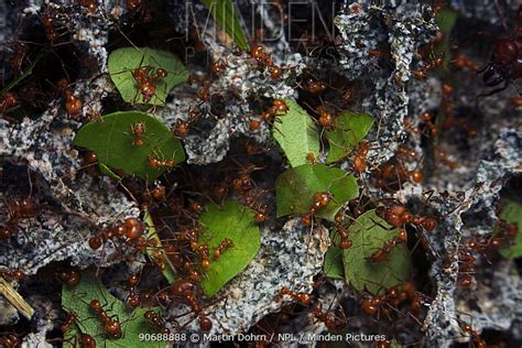 Leafcutter Ant stock photo - Minden Pictures