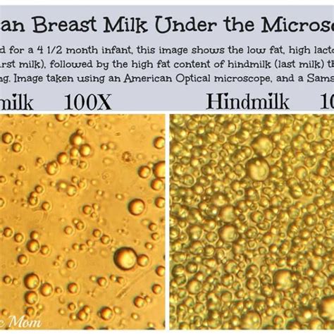 Is there really a difference between foremilk and hindmilk? - New Baby 101