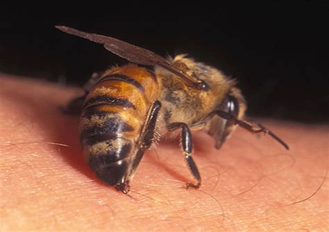 Bee Venom and the Chemistry of OUCH! | Bee Culture