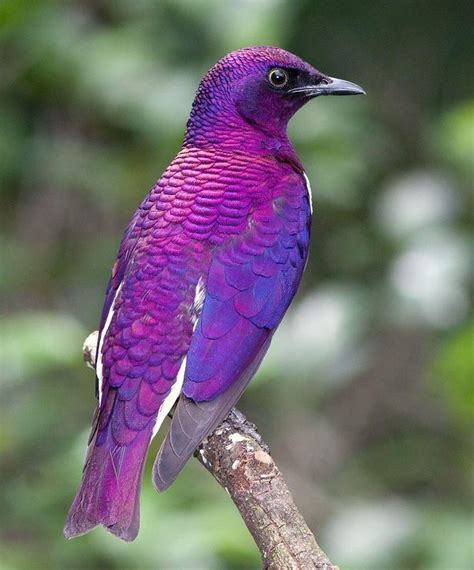 Violet-backed Starling (also called Plum-Colored Starling or Amethyst Starling) Most Beautiful ...