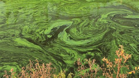 Understanding, Preparing for, and Managing Harmful Algal Blooms | SECASC