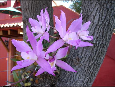 Purple Orchids, purple, popular, colors, nature, flowers, orchids, tree ...