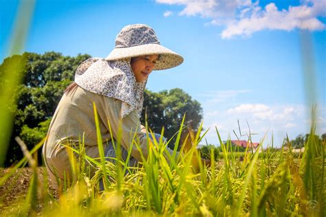 PBBM admin pushes hybrid seeds to boost rice production | Official ...