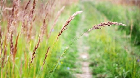 Red Fescue Grass: How To Plant And Care For Creeping Red Fescue Grass