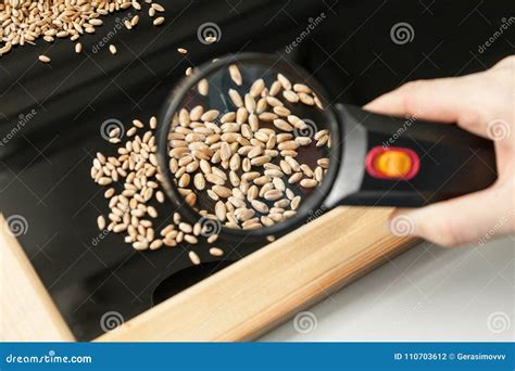 Analysis of Wheat Grain Health in a Farm Laboratory Stock Photo - Image ...