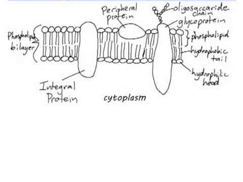 Ib Biology 2 4 1 Drawing A Plasma Membrane Youtube