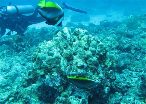 Tarkarli Beach Scuba Diving - Tarkarli Malvan Scuba Diving at Devbaug