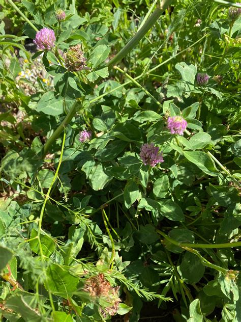 Red Clover Seeds Red Clover Cover Crop Seeds Red Clover | Etsy