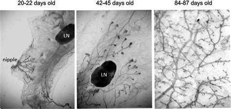 Mammary gland development over the course of twelve weeks. At twenty to... | Download Scientific ...