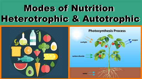 Facts About Autotrophs And Heterotrophs