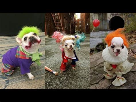 Halloween Cute and Adorable costumes for dogs | Costumes for doglovers ...