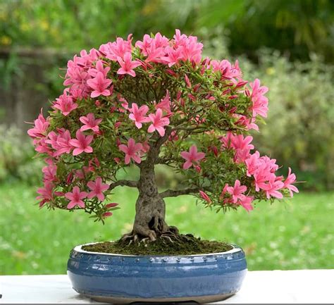 Azalea Bonsai Tree: Varieties, How to Propagate, and More