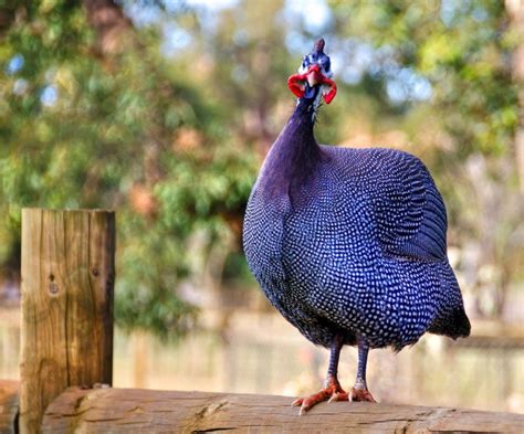 Available at www.chickensforbackyads.com | Guinea fowl, Bird breeds, Pet birds