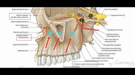 Maxillary Nerve Teeth