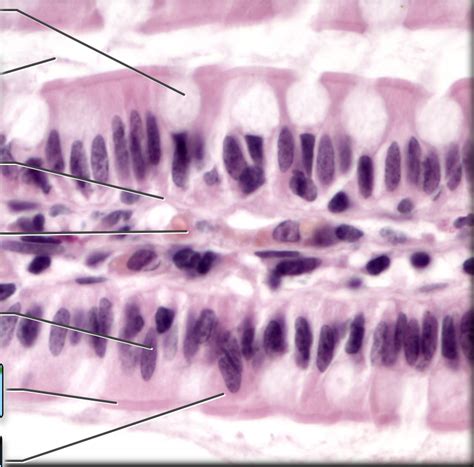 Simple columnar epithelial tissue Diagram | Quizlet