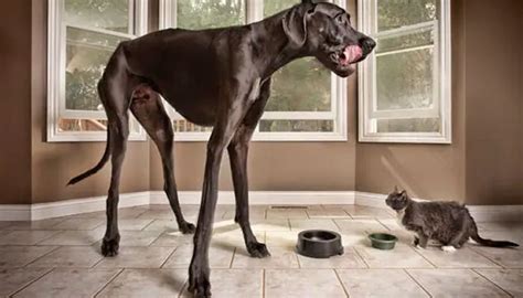 World's tallest dog Zeus dies at 3 after cancer complications