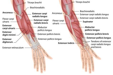 Muscles of the Upper Limb - MBLEx Guide