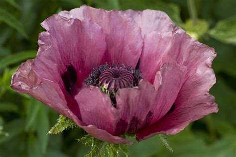 How to Grow and Care for Oriental Poppy