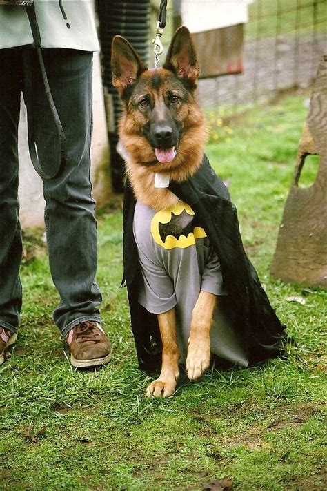 19 Costumes That Prove German Shepherds Always Win At Halloween