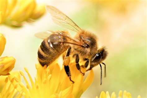 Why Are Honey Bees Endangered? - Earth.Org Kids