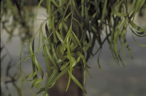 Australian Willow - Tree selection - Landscape plants - Edward F. Gilman - UF/IFAS