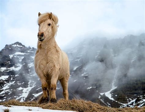 Icelandic Horse "maybe he's born with it, maybe it's neighbelline ...