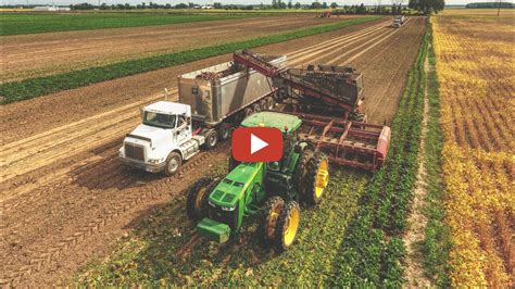 2018 SUGAR BEET HARVEST!! | Amity Harvester |These are early dig beets ...