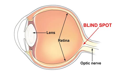 Blind Spot Eye Anatomy - ANATOMY