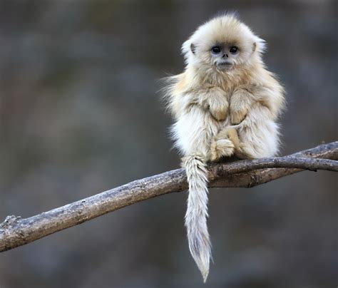 Cute Monkeys - Cool Stories and Photos