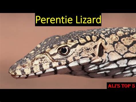 Ali's Top 5 - Perentie Lizard Facts - YouTube