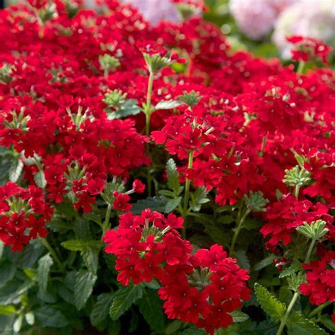 Southern Living Plant Collection 2.5 Qt. Endurascape Red Verbena - Perennial Plant with Clusters ...