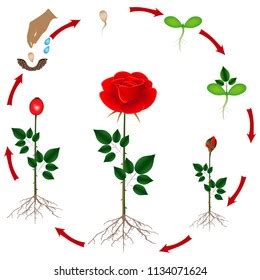 113 Rose Life Cycle Stock Vectors, Images & Vector Art | Shutterstock