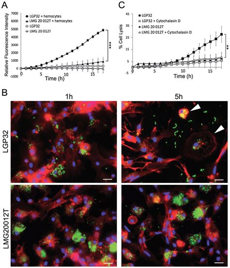 Hemocyte phagocytosis and cytolysis support efficient replication of... | Download Scientific ...